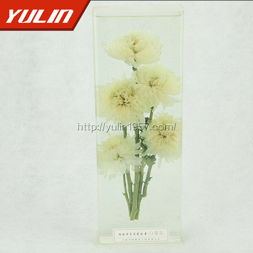 白菊花標本