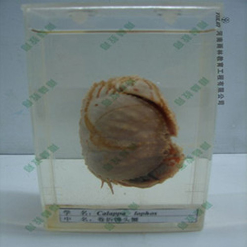 卷折饅頭蟹標本