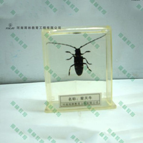 星天牛包埋標本