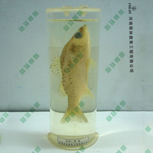 教學(xué)用魚(yú)解剖浸制標(biāo)本