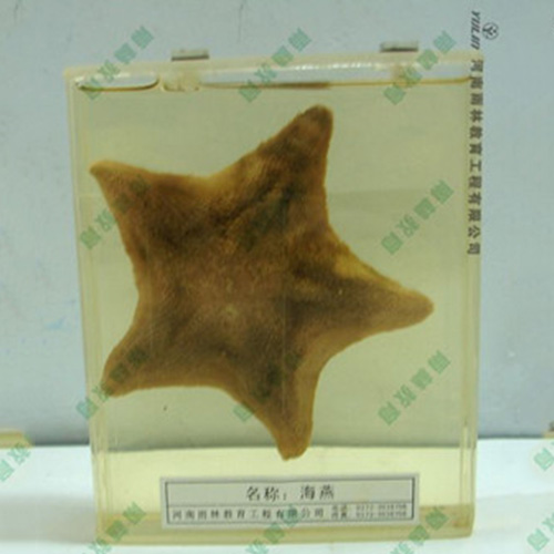 ?？駱?biāo)本