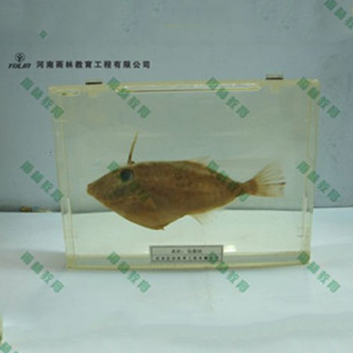 魚(yú)解剖包埋標(biāo)本