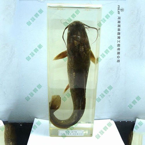 動物浸制標(biāo)本