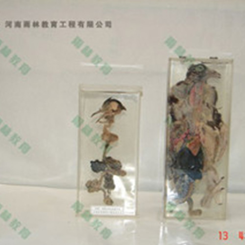 鴿骨骼包埋標(biāo)本