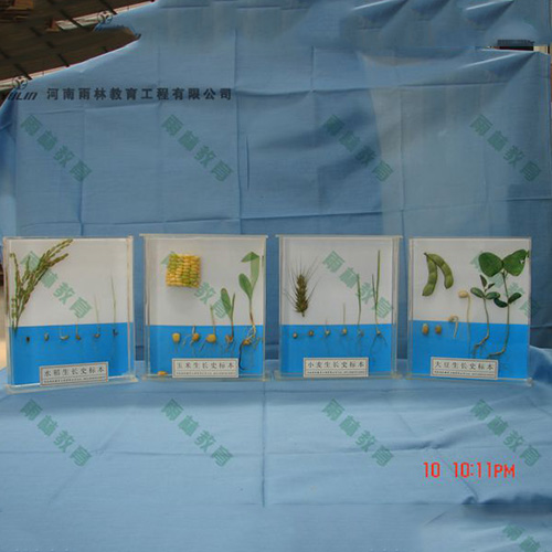 植物生長(zhǎng)標(biāo)本