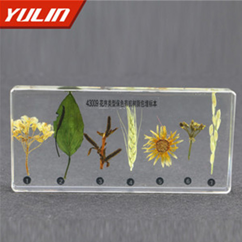 花序類型包埋標(biāo)本