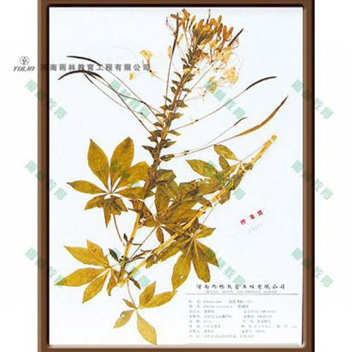 醉蝶花標(biāo)本