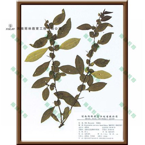 皺皮木瓜臘葉標(biāo)本