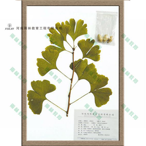 銀杏科臘葉標(biāo)本