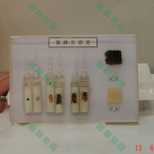 昆蟲生活史標(biāo)本