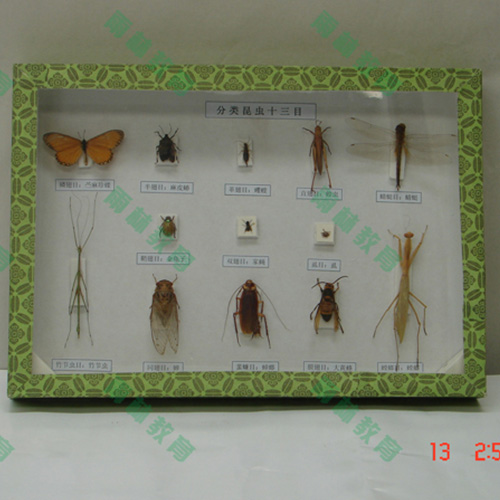 昆蟲分類標(biāo)本