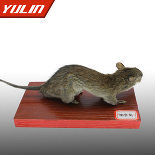 褐家鼠標本