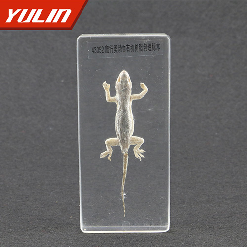 50種爬行類標本