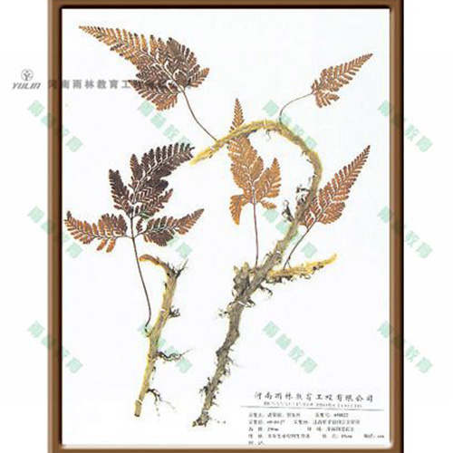 植物學(xué)掛圖