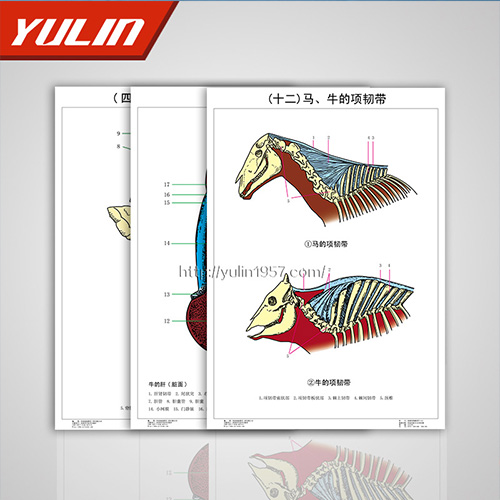 家畜解剖學掛圖