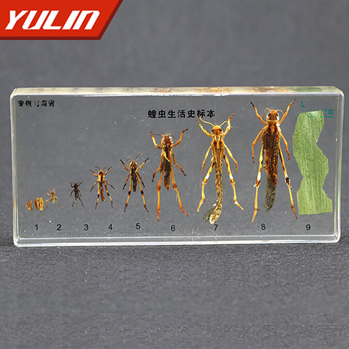 蝗蟲生活史包埋標(biāo)本