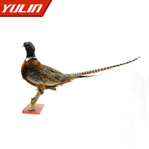 環(huán)頸雉雄標本