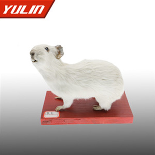 鼠兔標本