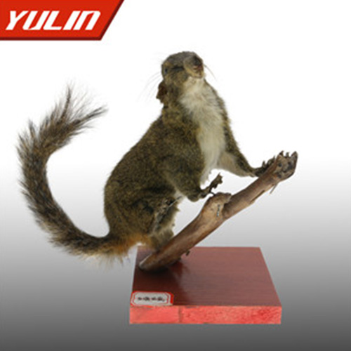 紅腹松鼠標本