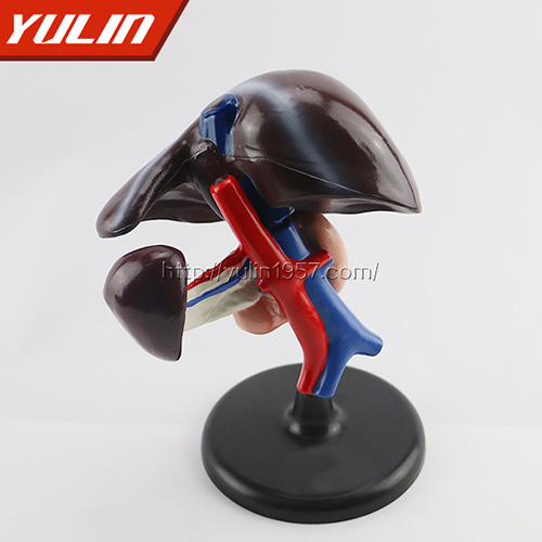 肝、十二指腸、胰臟模型