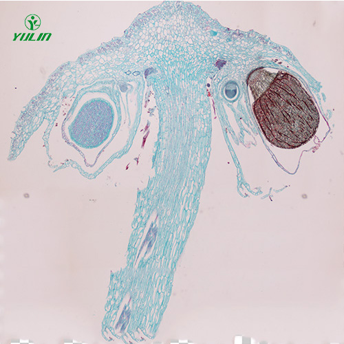 苔蘚植物生物實(shí)驗(yàn)玻片
