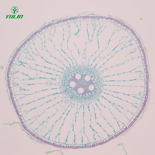 植物生物學(xué)根及根的變態(tài)生物玻片