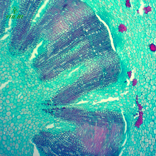 常見(jiàn)藥用植物根及根莖生物玻片