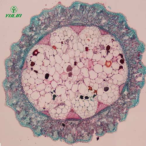 常見(jiàn)中藥莖木類生物玻片