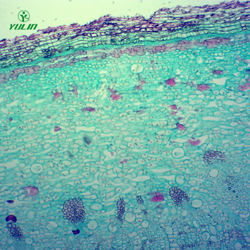 中藥植物皮類顯微實(shí)驗(yàn)玻片
