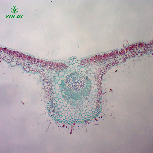 中藥植物葉類顯微實(shí)驗(yàn)玻片