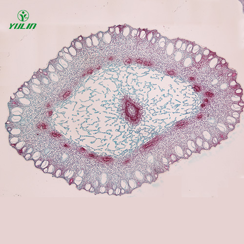 中藥植物花類顯微實(shí)驗(yàn)玻片