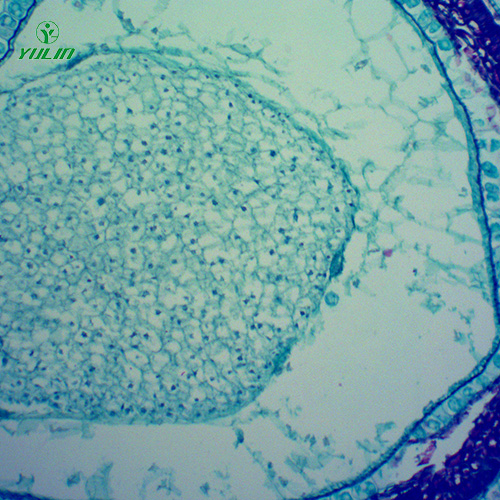 中藥植物果實(shí)、種子類顯微玻片