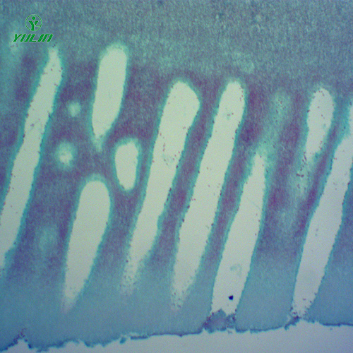 常見(jiàn)中藥植物菌、藻類生物玻片