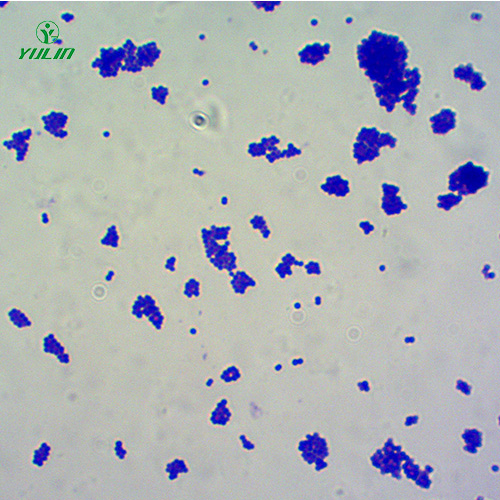 金黃色葡萄球菌菌種