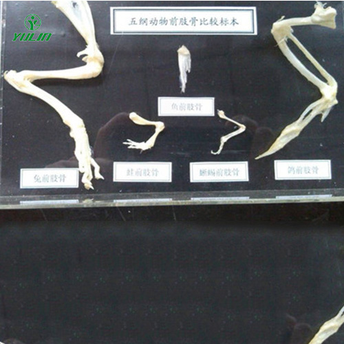 五綱動(dòng)物前肢比較