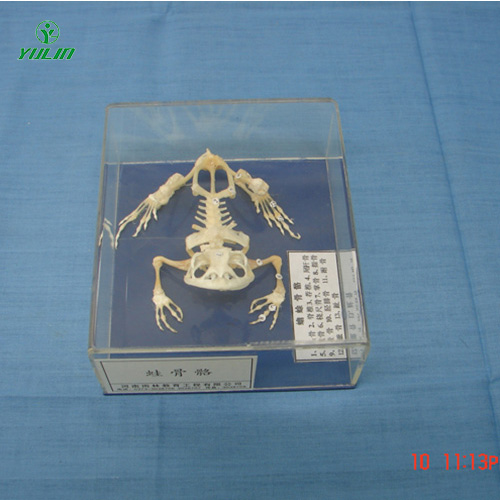 蛙骨骼包埋標(biāo)本