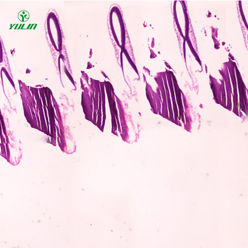 動物胚胎學生物顯微切片