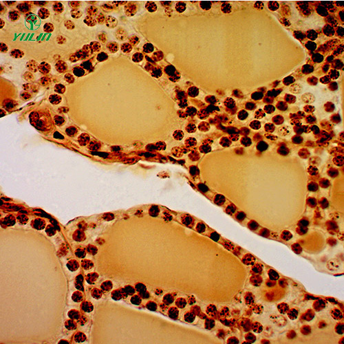 組織學(xué)生殖系統(tǒng)顯微玻片
