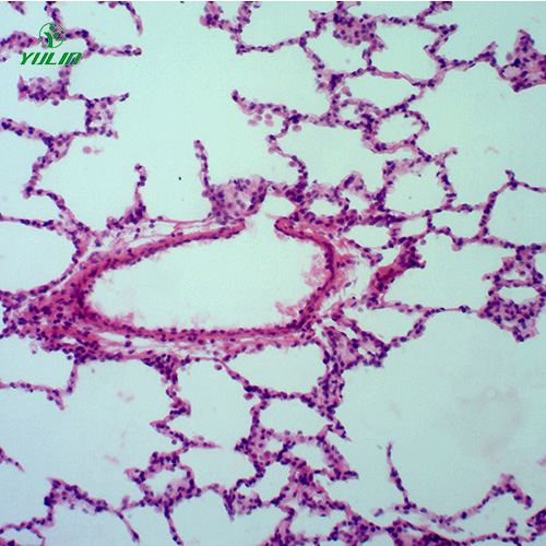 組織學(xué)呼吸系統(tǒng)顯微玻片
