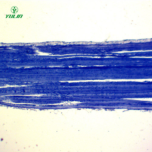 組織學(xué)肌肉組織生物切片