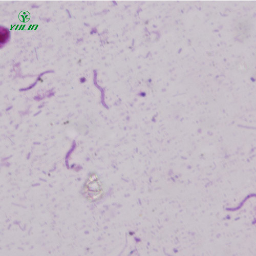 螺旋菌生物顯微實驗標本片