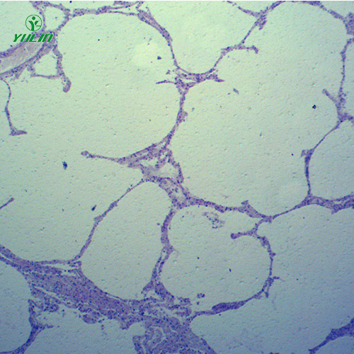 動物病理學(xué)心血管及呼吸系統(tǒng)疾病切片
