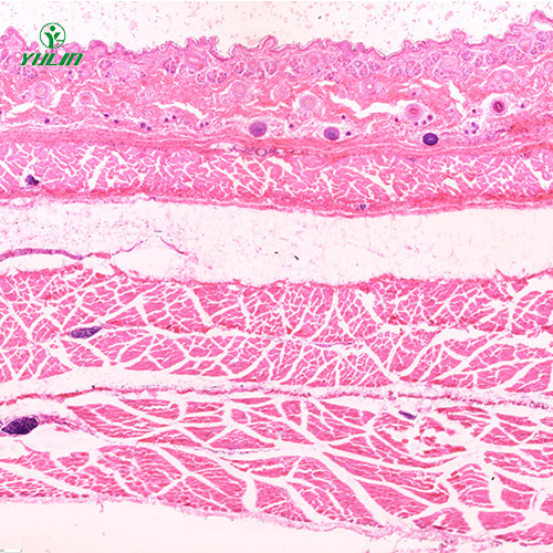 哺乳類動物顯微實驗玻片