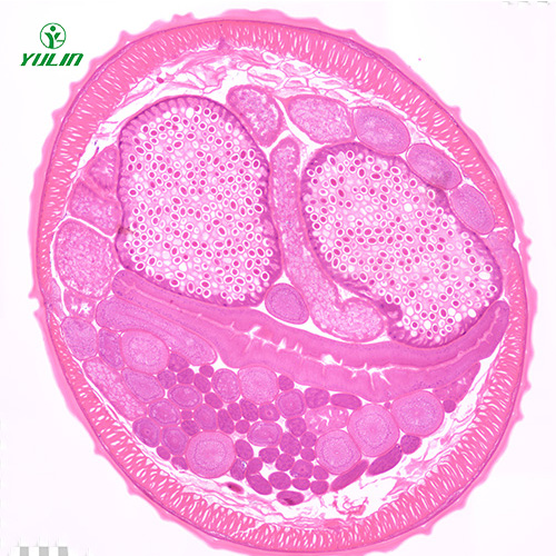 線蟲動物生物學(xué)實驗切片