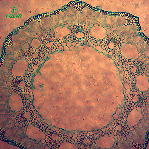葫蘆科植物病害切片