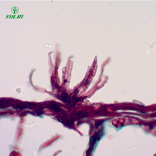油料作物病害標(biāo)本片