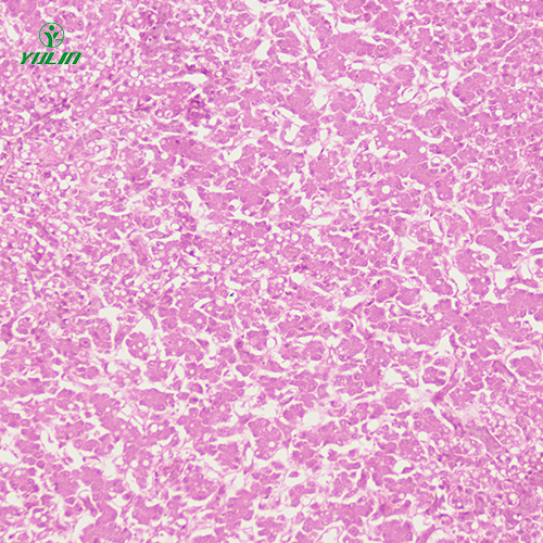 動物細(xì)胞、組織損傷及修復(fù)病理玻片