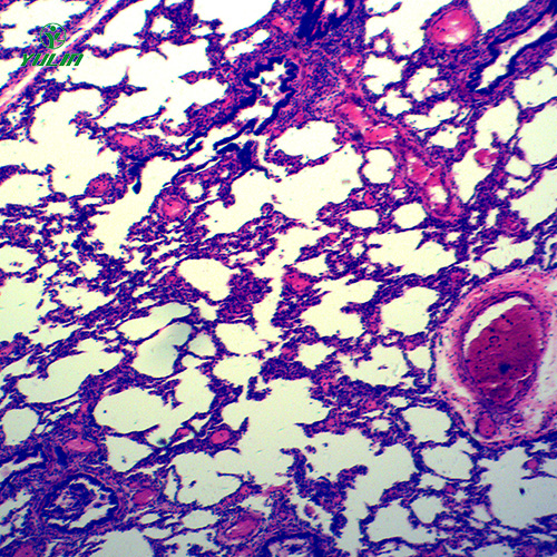 循環(huán)系統(tǒng)浸制標(biāo)本