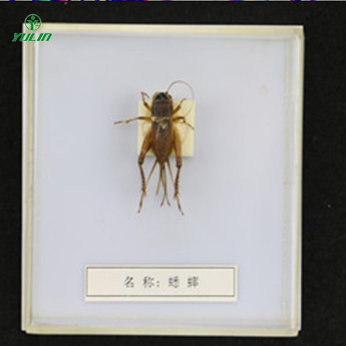 益蟲標本20種