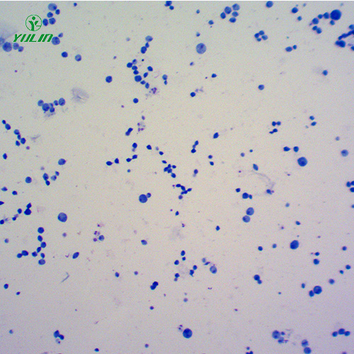 醫(yī)學(xué)原蟲鞭毛蟲生物實(shí)驗(yàn)切片